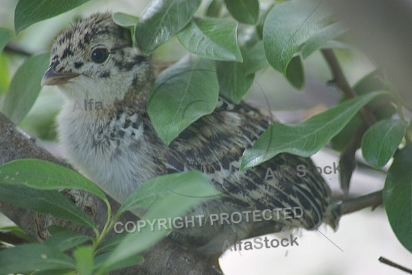 Ptarmigan