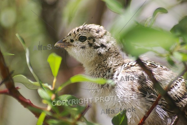 Ptarmigan