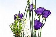 Purple flowers