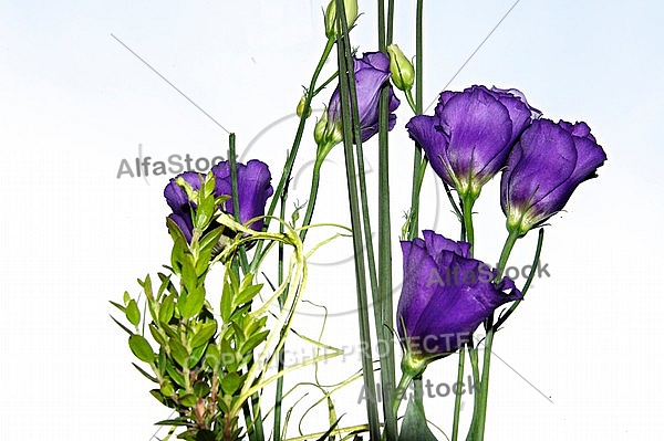 Purple flowers