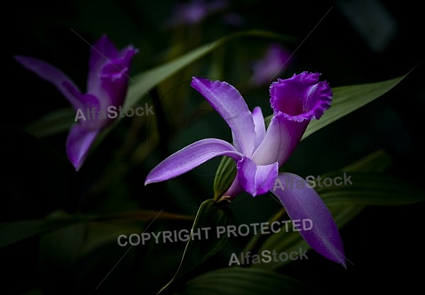 Purple orchidea 