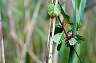 Red and black berries