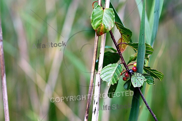 Red and black berries