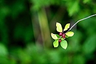 Red berries with green leafs