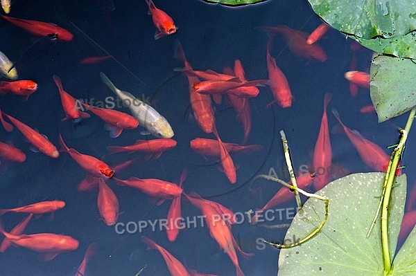 Red Koi Carps in the Lake