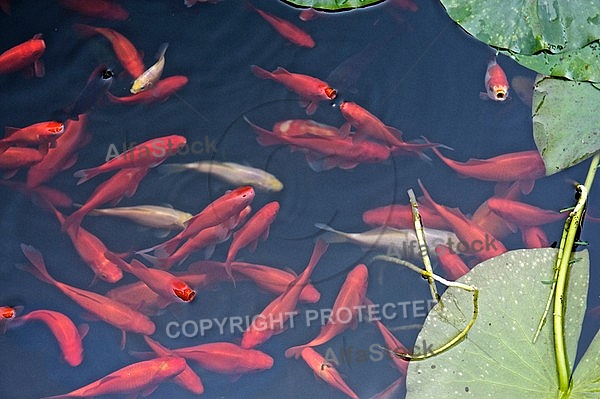 Red Koi Carps in the Lake