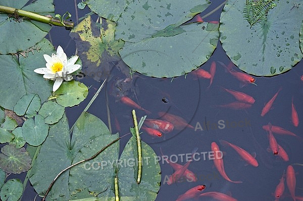 Red Koi Carps in the Lake