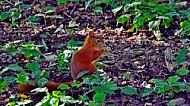 Red squirrel, Sciurus vulgaris