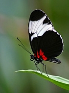 Rest of the butterfly flower laves