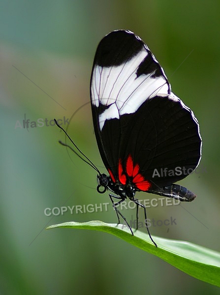 Rest of the butterfly flower laves