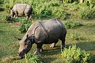 Rhinoceros