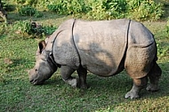 Rhinoceros