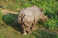 Rhinoceros