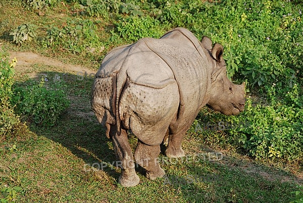 Rhinoceros