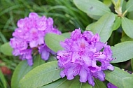 Rhododendron, Azalea