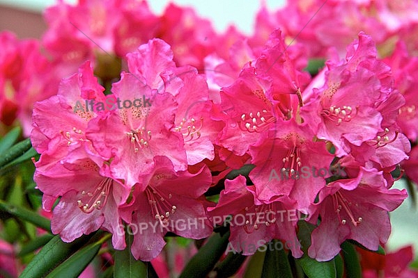 Rhododendron, Azalea