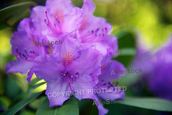 Rhododendron, Azalea