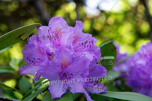 Rhododendron, Azalea