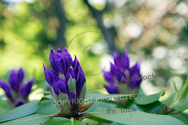 Rhododendron, Azalea