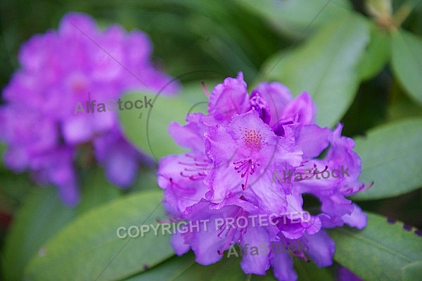 Rhododendron, Azalea