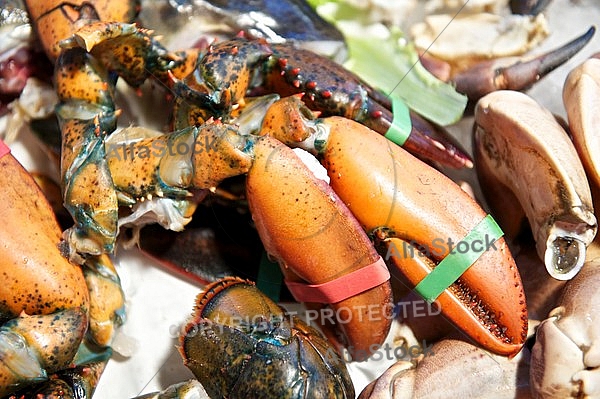 Rialto Fish Market