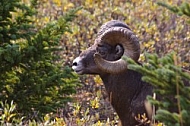 Rocky Mountain Sheep 