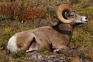 Rocky Mountain Sheep 