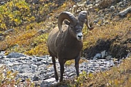 Rocky Mountain Sheep 