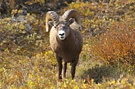 Rocky Mountain Sheep 