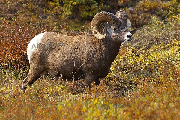 Rocky Mountain Sheep 