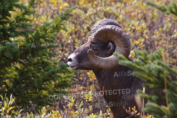 Rocky Mountain Sheep 