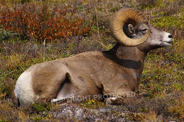 Rocky Mountain Sheep 