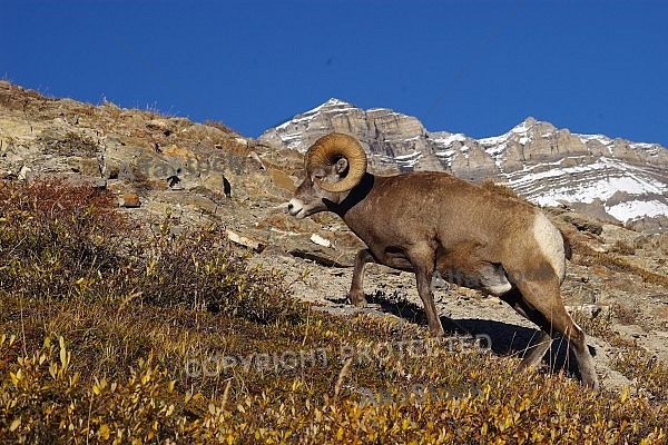 Rocky Mountain Sheep 