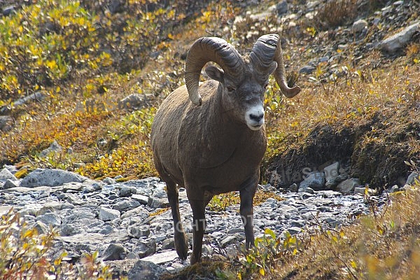 Rocky Mountain Sheep 