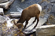 Rocky Mountain Sheep