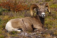 Rocky Mountain Sheep