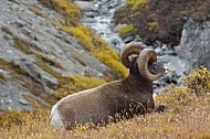 Rocky Mountain Sheep