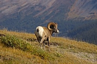 Rocky Mountain Sheep