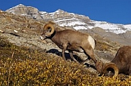 Rocky Mountain Sheep