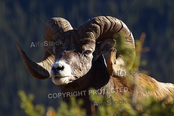 Rocky Mountain Sheep