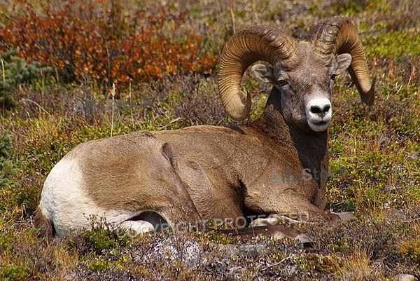 Rocky Mountain Sheep