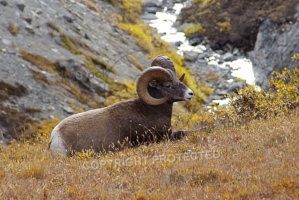 Rocky Mountain Sheep