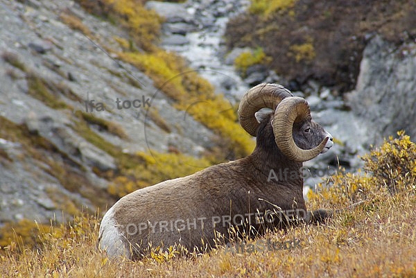 Rocky Mountain Sheep