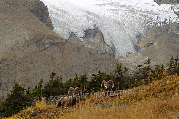 Rocky Mountain Sheep