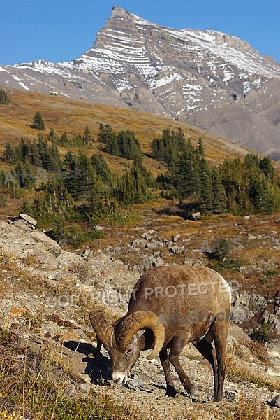 Rocky Mountain Sheep