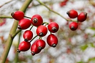 rosehips1