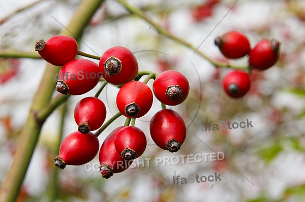 rosehips1