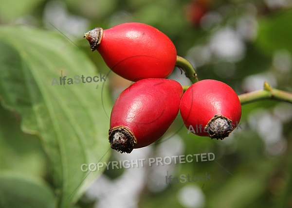 rosehips3