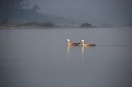 Ruddy Shelducks