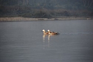 Ruddy Shelducks